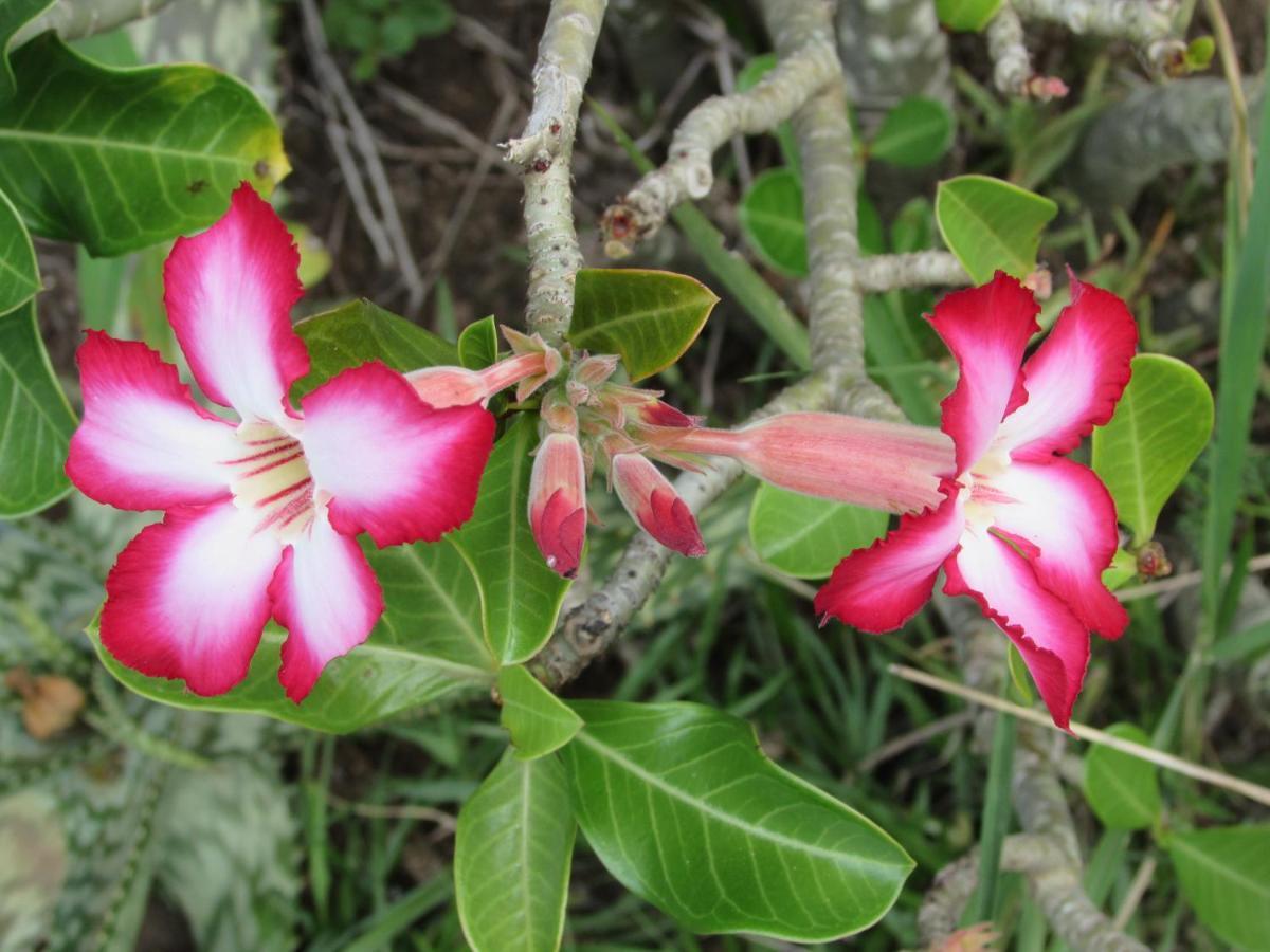 Amanzimlotzi Riverside Bush Camp Hoedspruit Zewnętrze zdjęcie