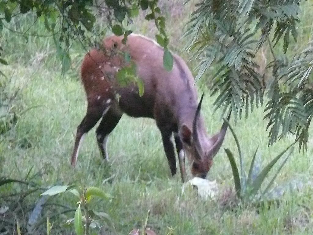 Amanzimlotzi Riverside Bush Camp Hoedspruit Pokój zdjęcie